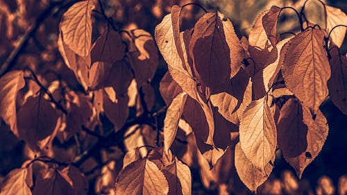 Foto d'estoc gratuïta de fulles marrons, tardor