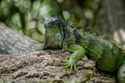 Detailed close-up of a green iguana blending into a tree bark outdoors.