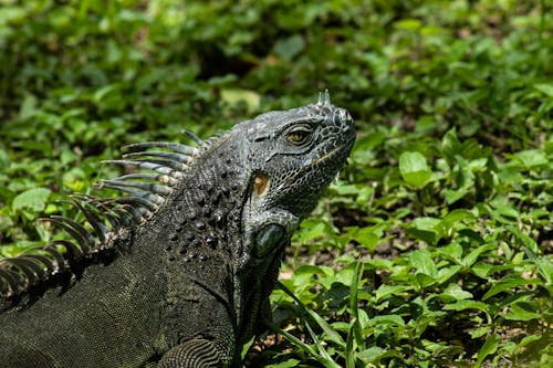 Gray Iguana on the Grass