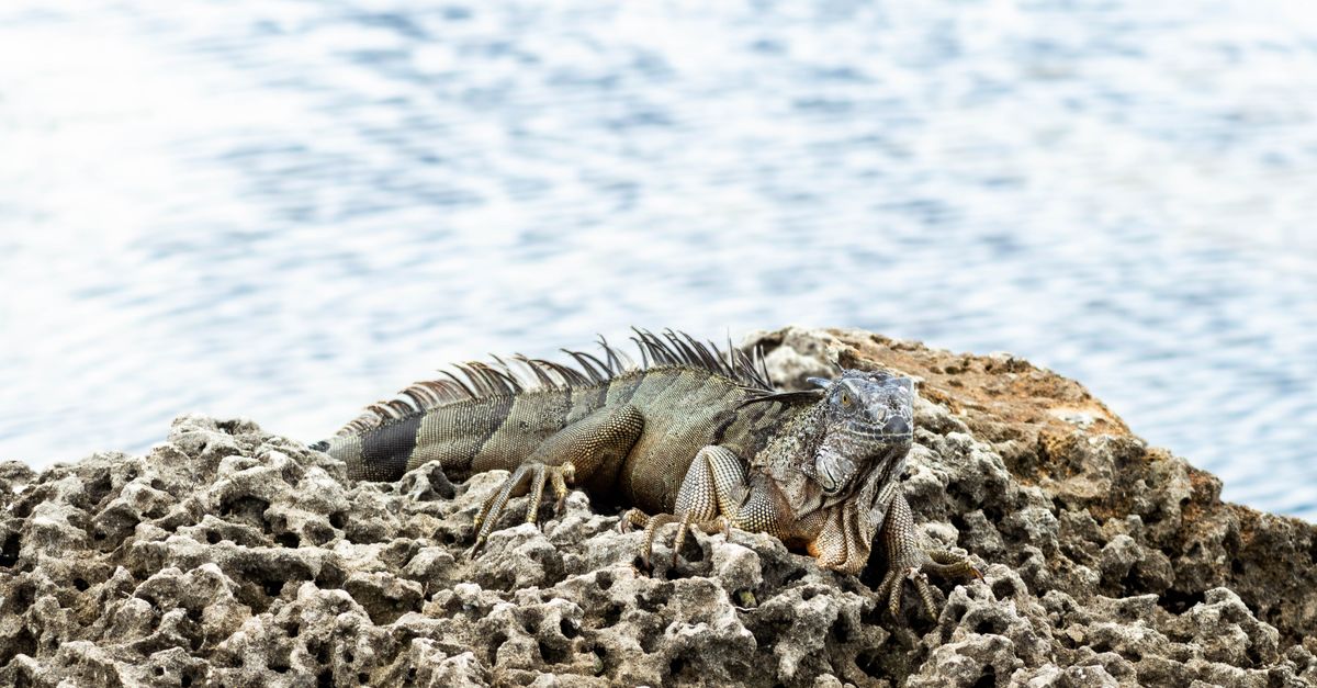 Bonaire How To Get There — Caribbean travel guide