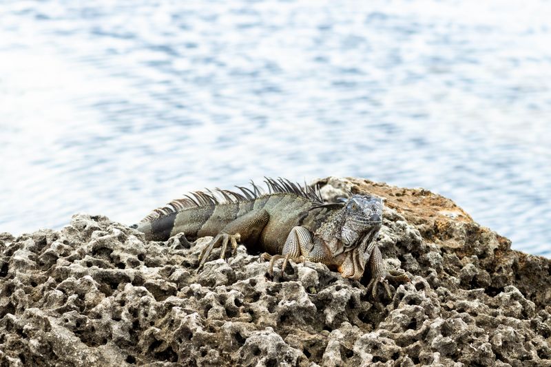 Bird photography by Howard Rapp — Florida wildlife