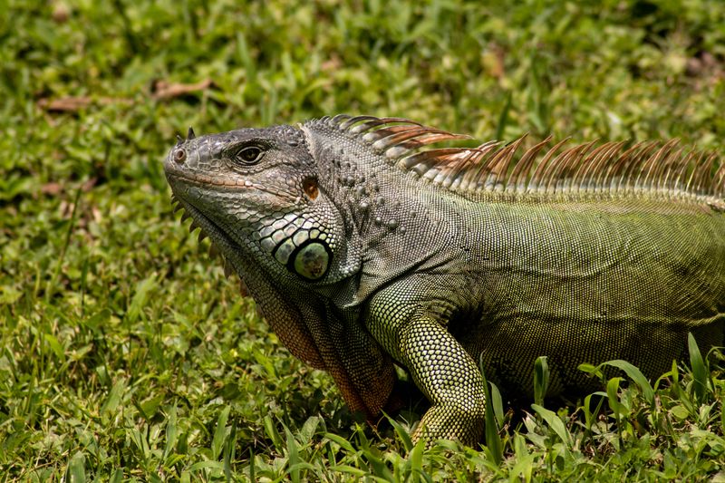 Wildlife nature photography — Howard Rapp