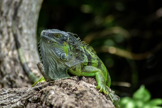 Detailed close-up of a green iguana sitting on a tree trunk in the wild.