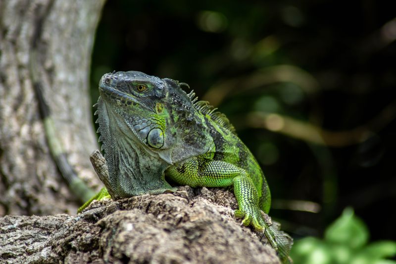 Wildlife photography by Howard Rapp