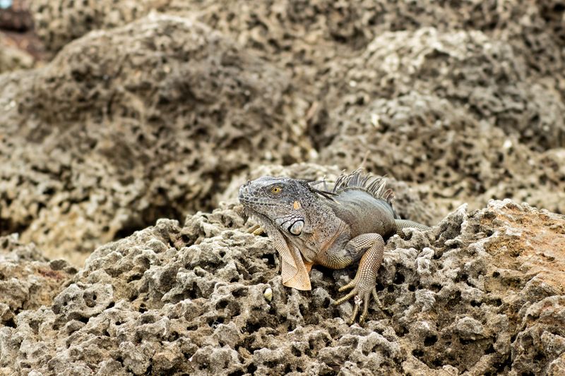 Wildlife