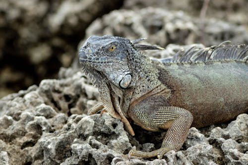 Close Up Shot of  an Iguana