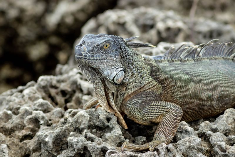 Wildlife nature shot — Howard Rapp photography