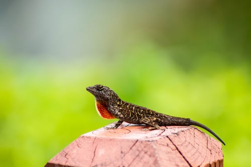 Macro Shot of an Anoles