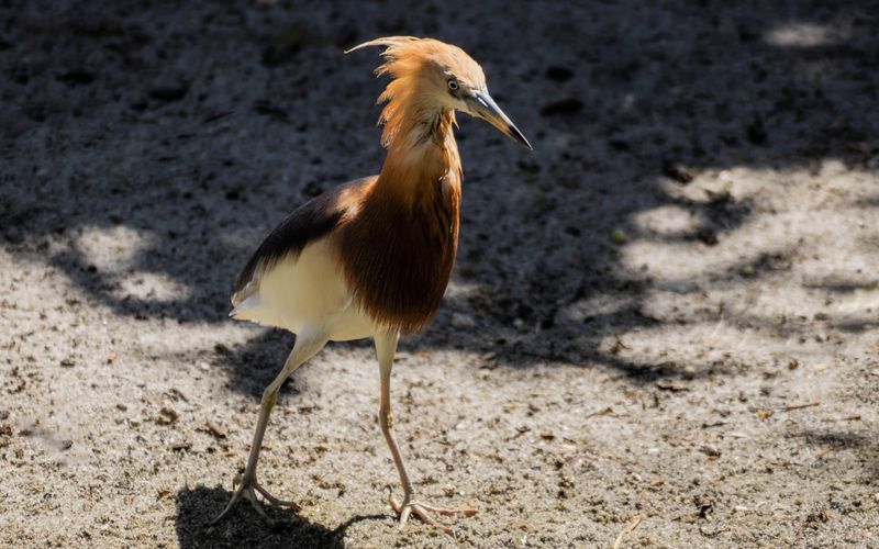 Wildlife photography by Howard Rapp — bird in Florida nature