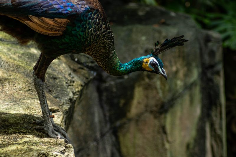 Wildlife photography — bird and nature by Howard Rapp