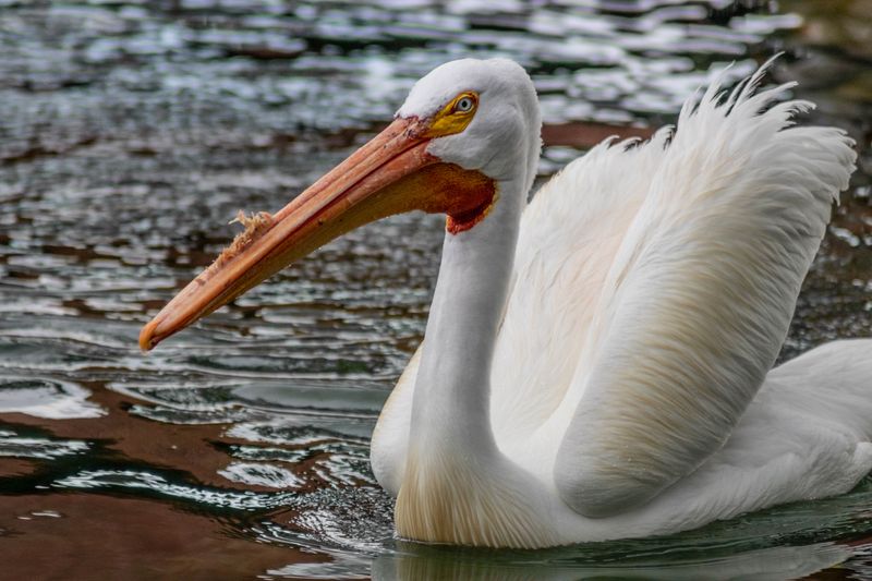 Bird in natural habitat — wildlife photography by Howard Rapp