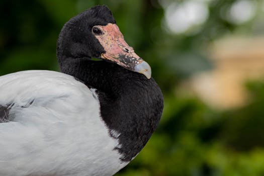 Detailed close-up of a black and white duck with blurred green background.