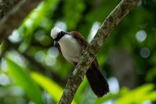 бесплатная Бесплатное стоковое фото с ветвь дерева, дикая птица, животное Стоковое фото