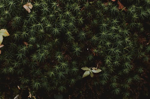 From above of lush exotic plant growing in forest and fallen leaves in autumn