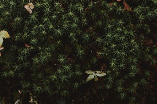 Free From above of lush exotic plant growing in forest and fallen leaves in autumn Stock Photo
