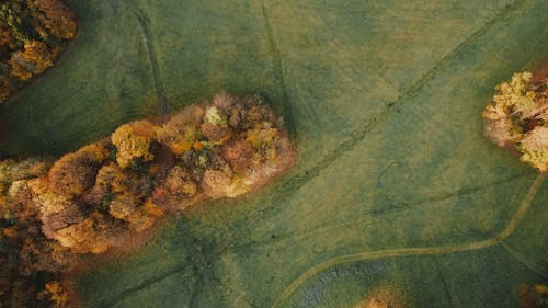 Aerial view of grassy meadow near trees with golden foliage in fall season