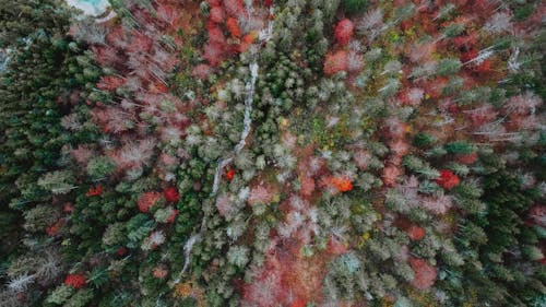 Aerial view of river between various trees growing in woodland in autumn season