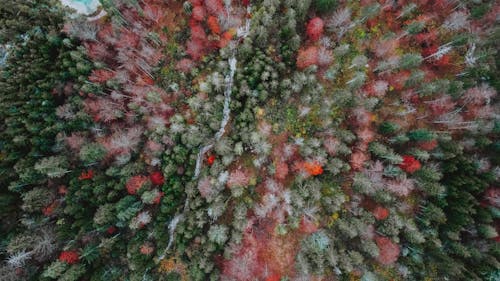 Gratis lagerfoto af antenne, baggrund, botanik