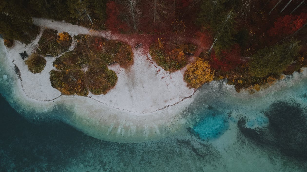 Trees and Seashore