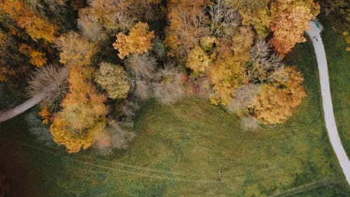 Foto d'estoc gratuïta de a l'aire lliure, aeri, arbre