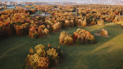 Aerial View of Trees on the Grass Field
