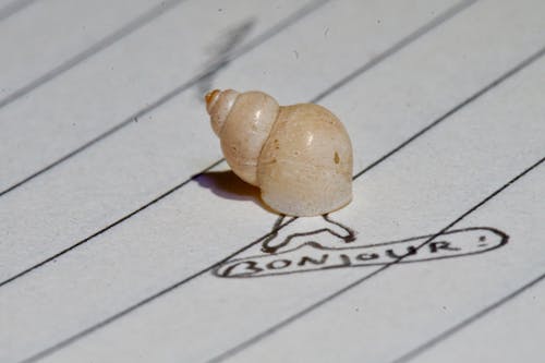 Free stock photo of notebook, seashell, sketch Stock Photo