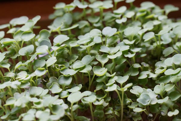 Présentoir de semences en boutique