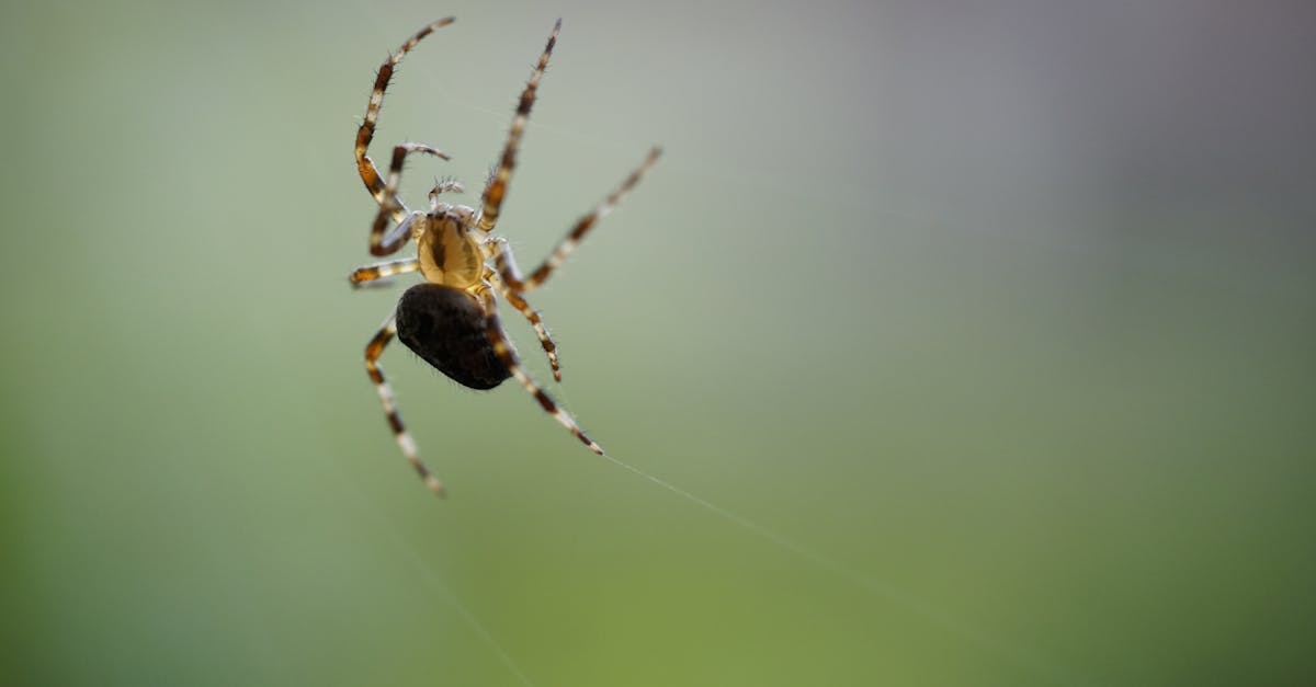Free stock photo of crossspider, spider, spiderweb