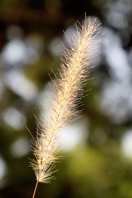 Fotobanka s bezplatnými fotkami na tému hĺbka ostrosti, pennisetum pedicellatum, plytké zameranie