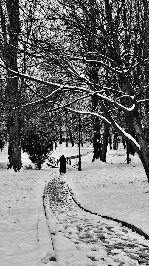 冬季, 冷, 單色 的 免費圖庫相片