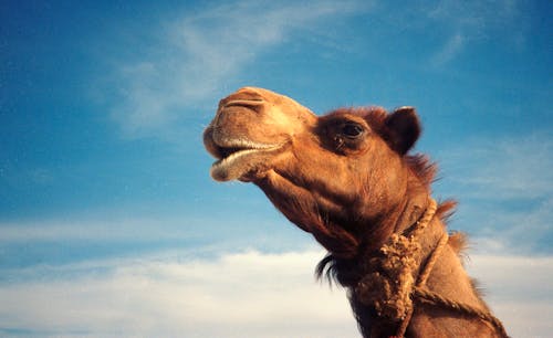 Free Brown Camel Under Blue Sky Stock Photo