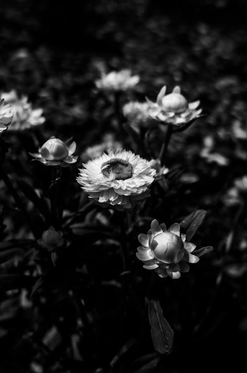 A Grayscale Photo of Flowers