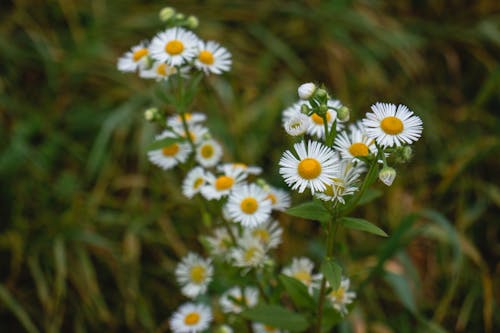 A Close-Up Shot of Wild Aster Flowers