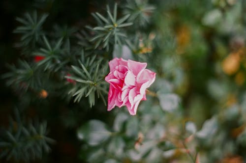 Free Pink Flower in Close Up Photography Stock Photo