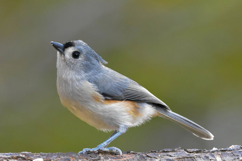 A Close-Up Shot of a Tufted Titmouse