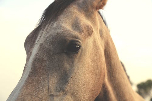 Close Upfoto Van Bruin Paard