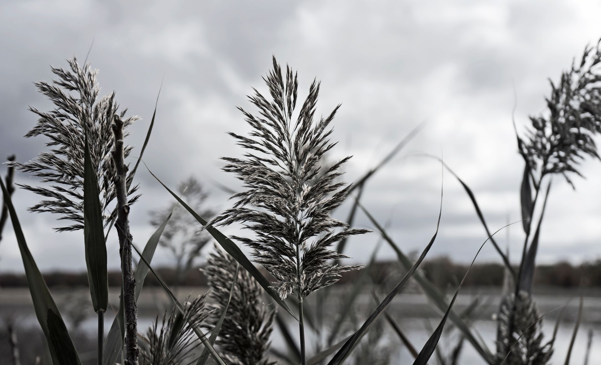 Close-up of tall grasses with a blurred background, capturing a calm nature scene under a cloudy sky.
