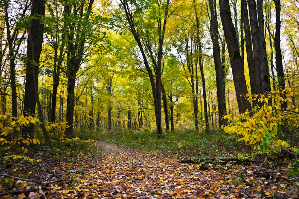 Forrest Photo by Robert Schrader from Pexels