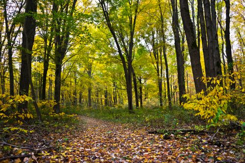 Free Vibrant autumn forest pathway surrounded by bright yellow foliage and towering trees. Stock Photo