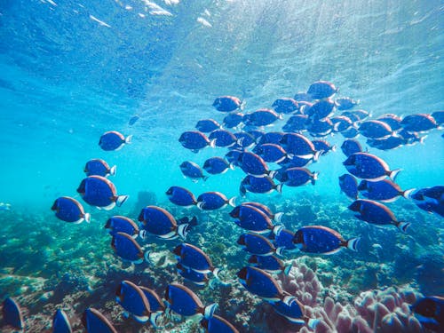 Gratis Fotos de stock gratuitas de bajo el agua, corales, mar Foto de stock