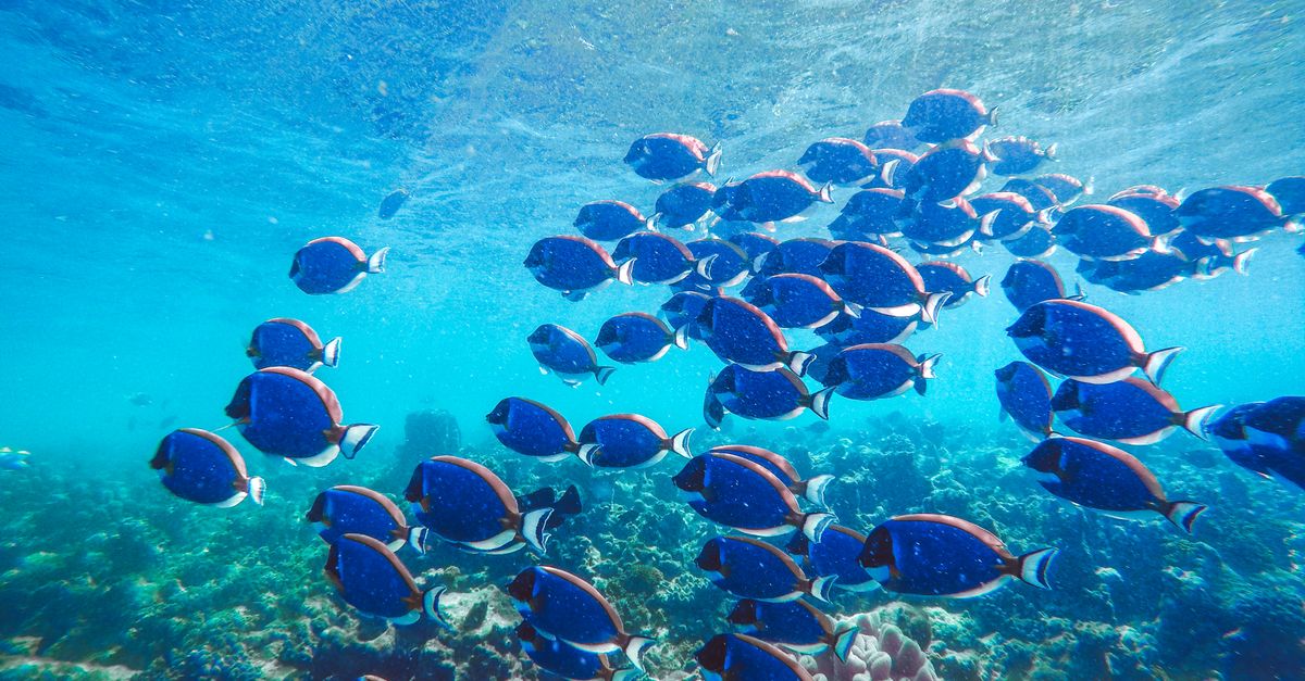 Fish Inocean Fish in Ocean · Free Stock Photo