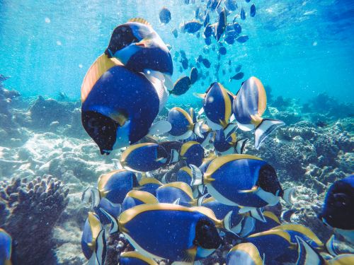 Free Vibrant tropical fish swimming through a beautiful coral reef in crystal-clear blue waters. Stock Photo