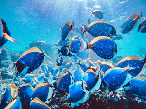School of Fish Underwater