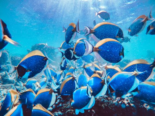 Free A lively school of blue tang fish swimming in a vibrant coral reef underwater. Stock Photo