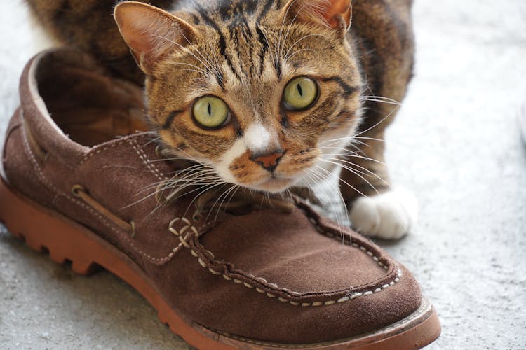 Cat Leaning On A Brown Shoe