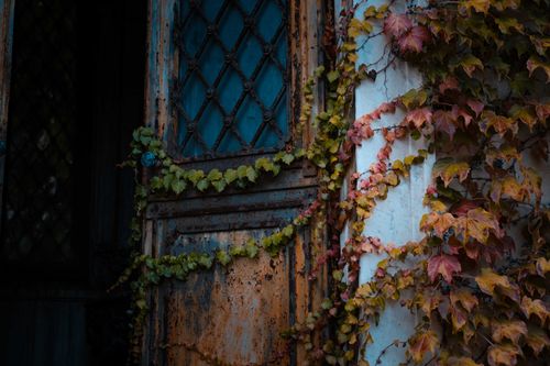 Free Weathered rusty opened door of old damaged abandoned building covered with creeping plant Stock Photo