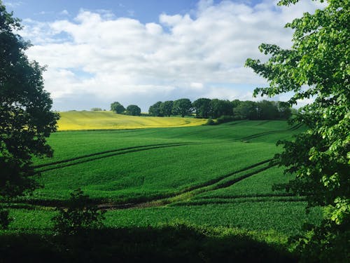 L'herbe Verte