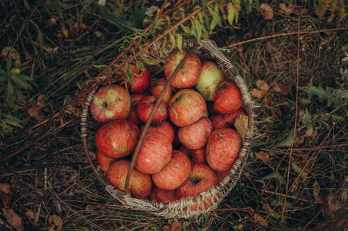 Free Top view of wicker basket full of ripe and juicy apples placed on ground Stock Photo