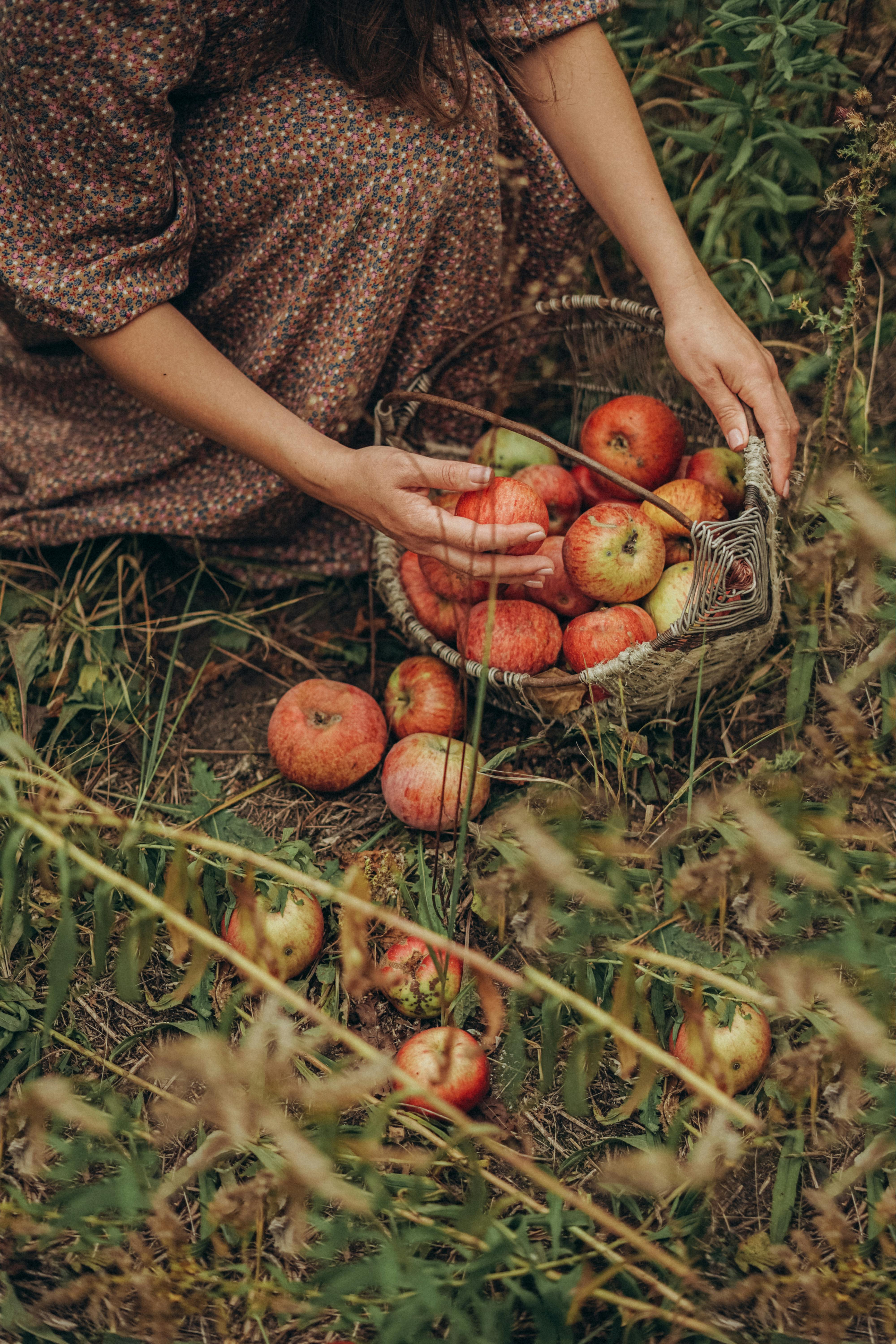 faceless woman with basket of spilled apples