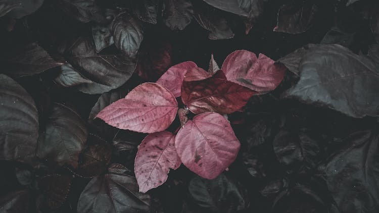 Red Leaves Of A Plant